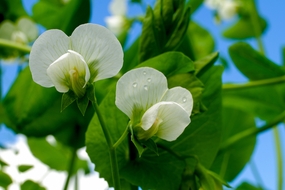 白色豌豆花微距特写摄影图片